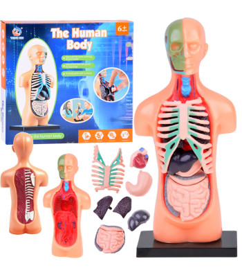 Anatoomiline inimese keha mudel koos elunditega