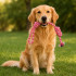 Tugev puuvillasest köiest sõlmede ja aasaga sikutusmänguasi koerale, umbes 40 cm