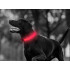 Helendav LED-kaelarihm koerale ja kassile, roosa, 36–59 cm