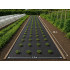 Must multšikangas DIVODV umbrohutõkkeks, 50 g/m², 1,5 m x 50 m